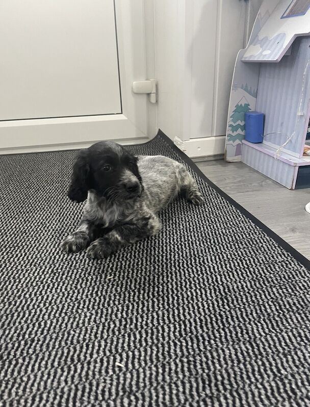 Cocker Spaniel puppies for sale in Walsall, West Midlands – 10 months old - Image 1 of 3