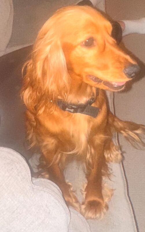 Cockerspaniel for sale in Essex