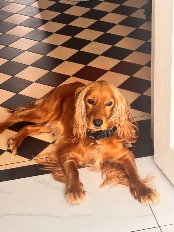 Cockerspaniel for sale in Essex | Image 4