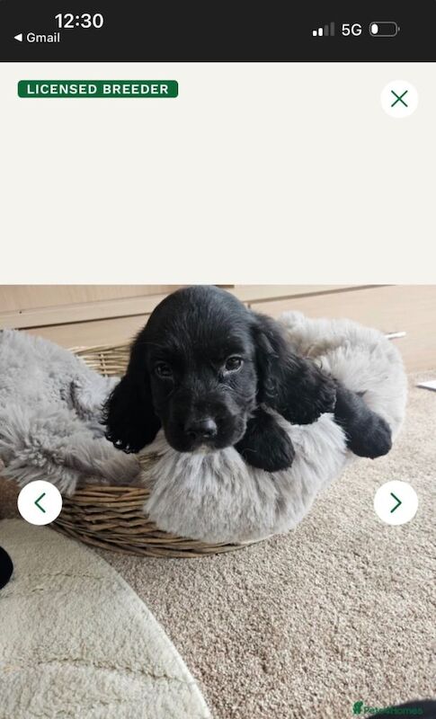 Cockerspaniel female black and white