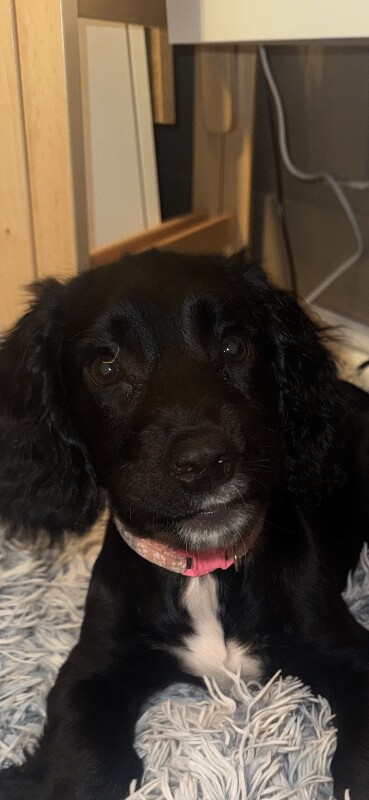 Cockerspaniel female black and white - Image 2 of 2
