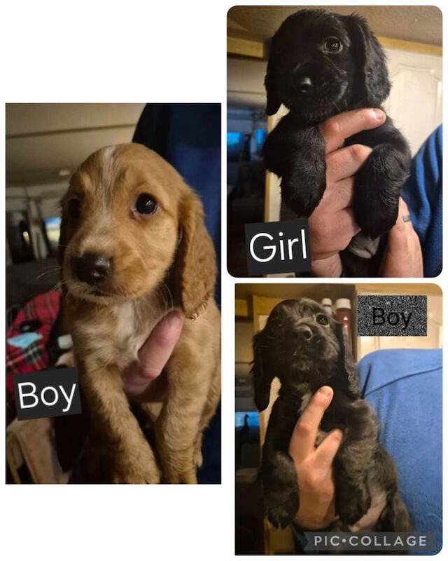 Cocker Spaniel puppies for sale in Cardross, Dunbartonshire – 7 weeks old