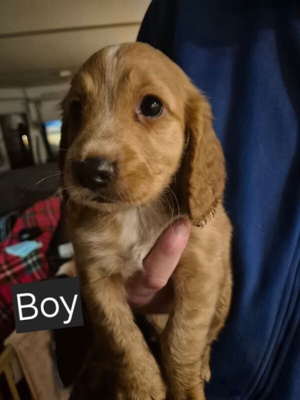 Cockerspaniel Puppies - Image 2 of 6