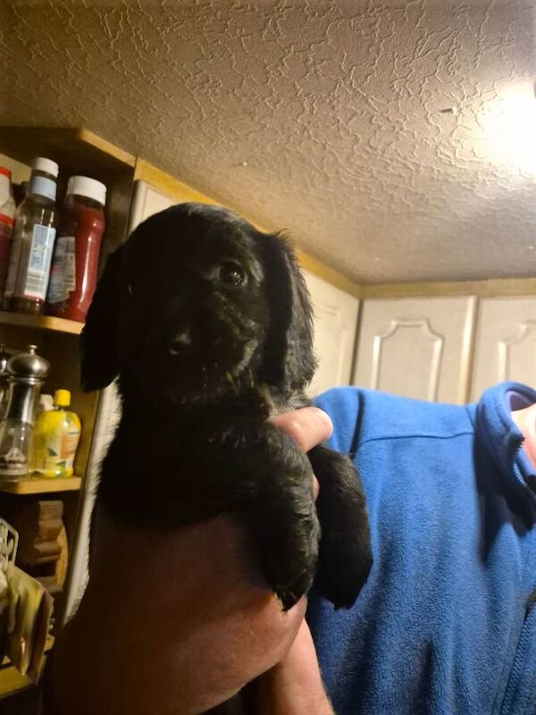 Cockerspaniel Puppies - Image 3 of 6