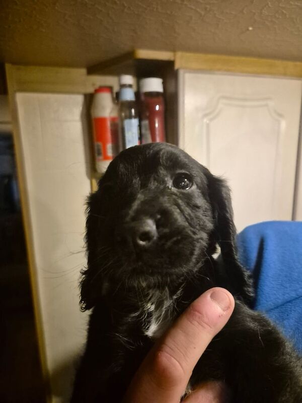 Cockerspaniel Puppies - Image 4 of 6