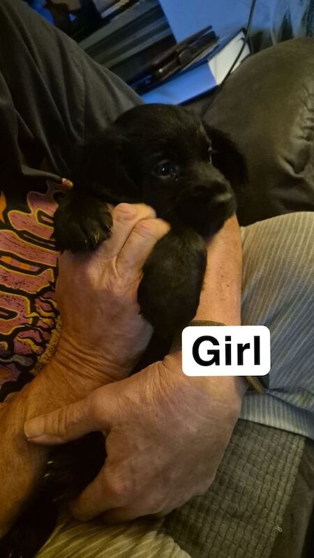 Cockerspaniel Puppies - Image 5 of 6