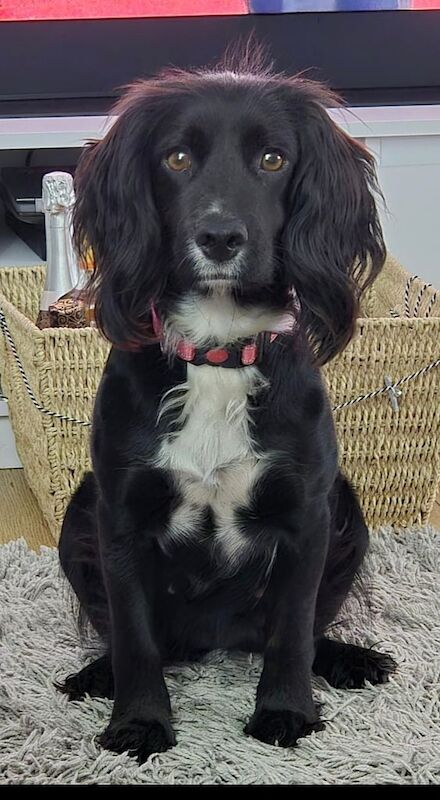 Cockerspaniel Puppies - Image 6 of 6