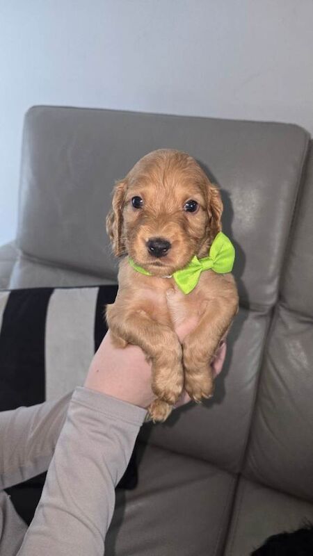 Cockerspaniel puppies - Image 2 of 6