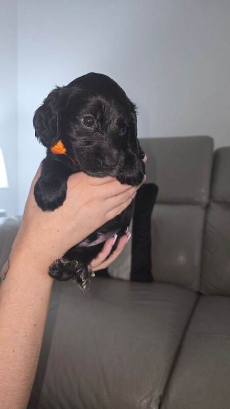 Cockerspaniel puppies - Image 3 of 6