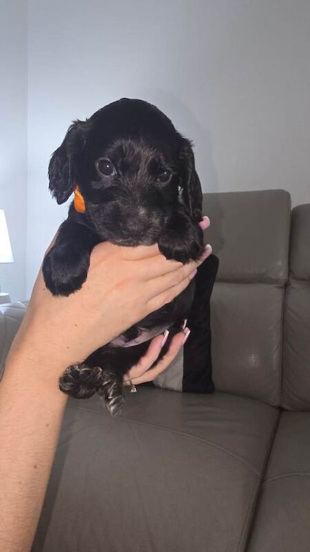 Cockerspaniel puppies - Image 4 of 6