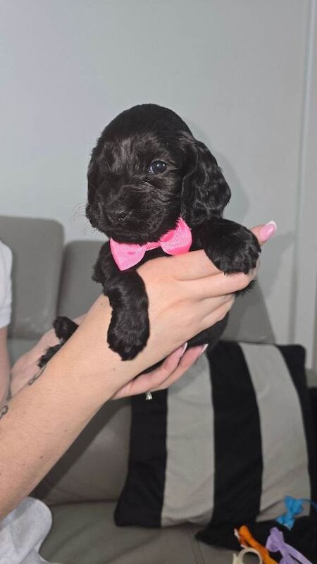 Cockerspaniel puppies - Image 5 of 6