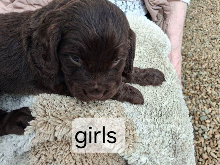 Cockerspaniel puppies for sale bradford.