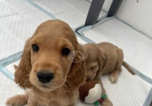 Cocker Spaniel puppies for sale in Cleator Moor, Cumbria – 1 year old - Image 2 of 5