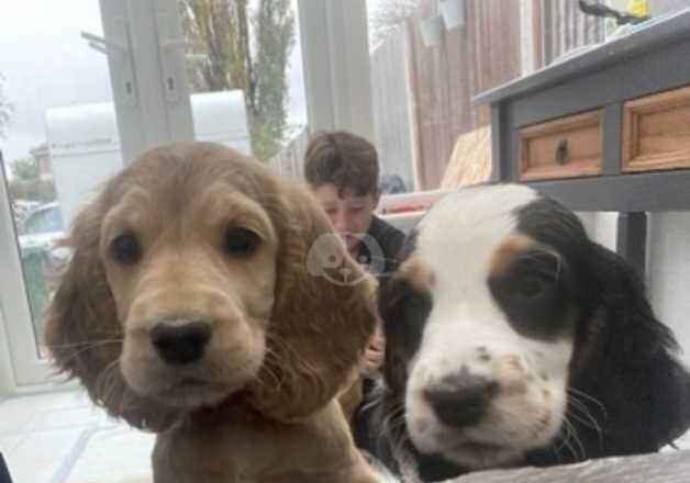 Cocker Spaniel puppies for sale in Cleator Moor, Cumbria – 1 year old - Image 3 of 5
