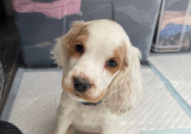 Cocker Spaniel puppies for sale in Cleator Moor, Cumbria – 1 year old - Image 4 of 5