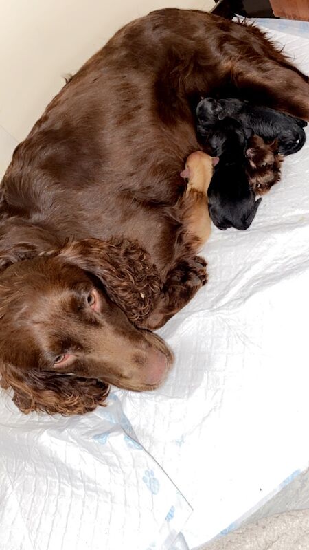 Cocker Spaniel puppies for sale in Wrexham / Wrecsam, Clwyd – 12 months old - Image 2 of 12