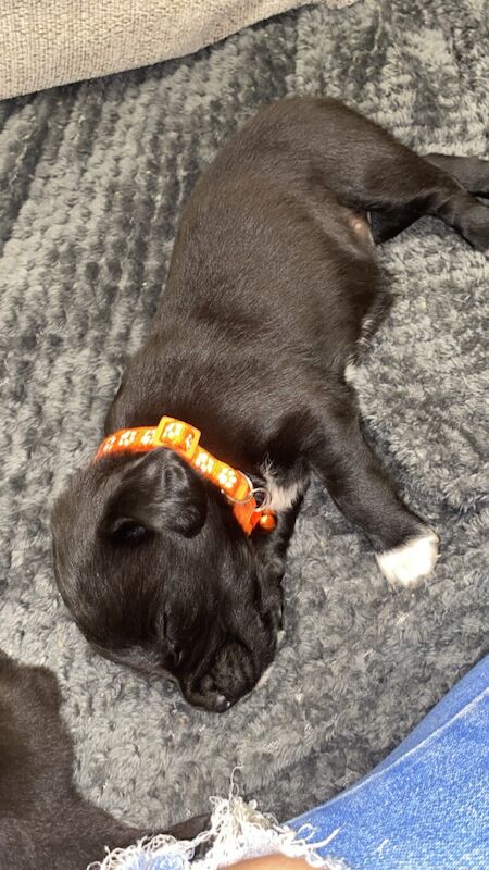 Cocker Spaniel puppies for sale in Wrexham / Wrecsam, Clwyd – 12 months old - Image 3 of 12