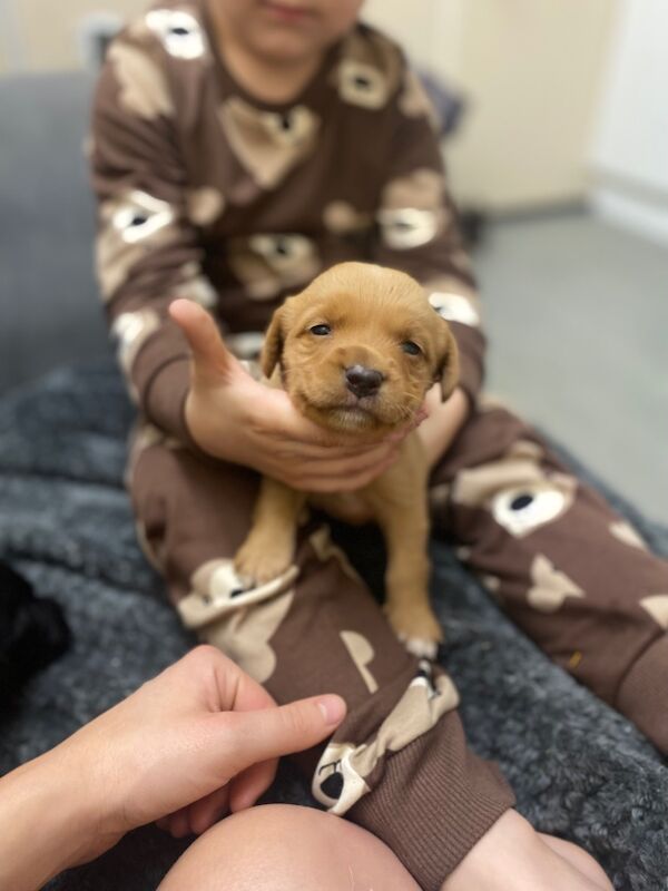 Cockerspaniel x lab for sale in Wrexham / Wrecsam, Clwyd - Image 4