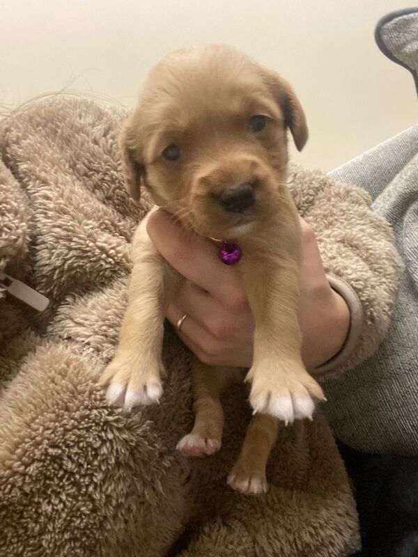 Cocker Spaniel puppies for sale in Wrexham / Wrecsam, Clwyd – 12 months old - Image 5 of 12