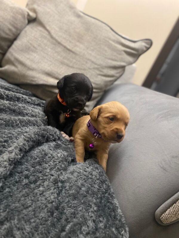 Cockerspaniel x lab for sale in Wrexham / Wrecsam, Clwyd - Image 6