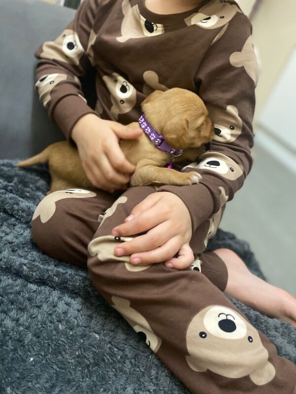 Cockerspaniel x lab for sale in Wrexham / Wrecsam, Clwyd - Image 7
