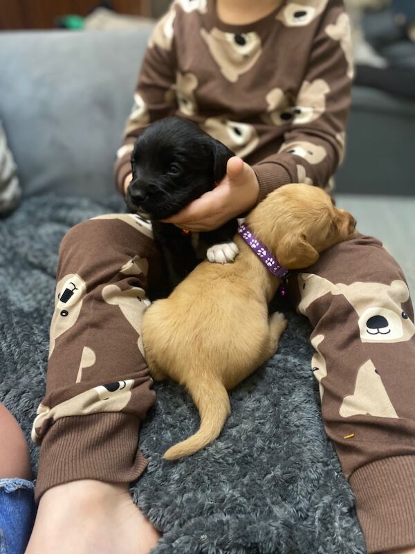 Cockerspaniel x lab for sale in Wrexham / Wrecsam, Clwyd - Image 8