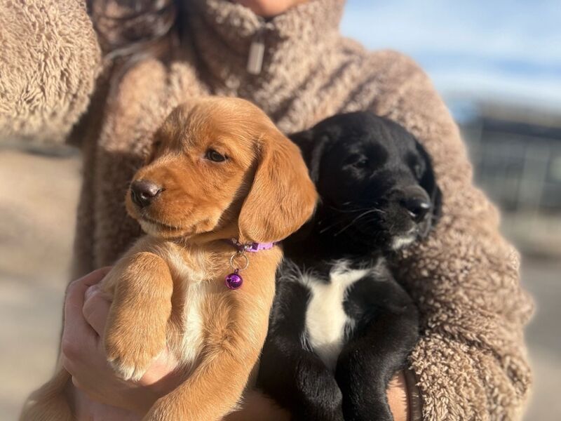 Cockerspaniel x lab for sale in Wrexham / Wrecsam, Clwyd - Image 9