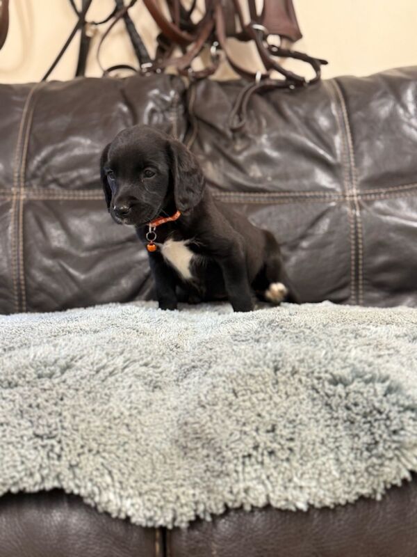 Cocker Spaniel puppies for sale in Wrexham / Wrecsam, Clwyd – 12 months old - Image 10 of 12