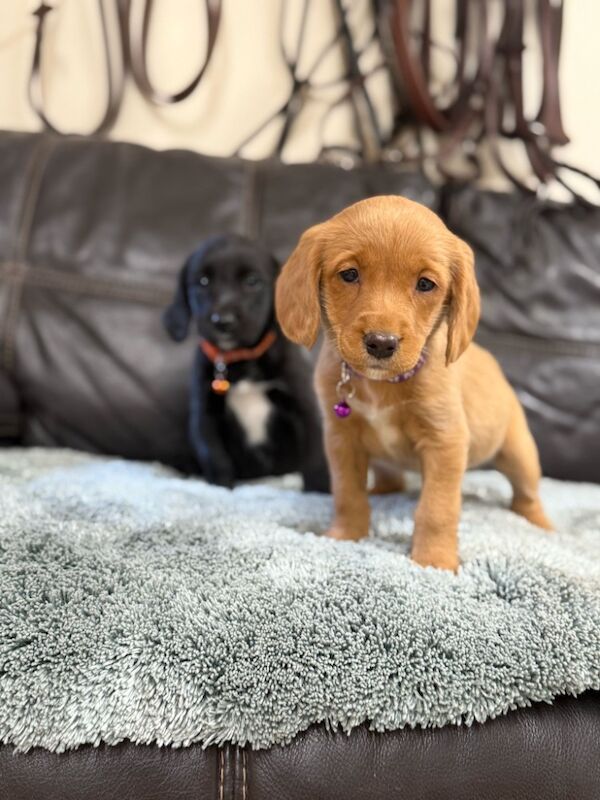 Cocker Spaniel puppies for sale in Wrexham / Wrecsam, Clwyd – 12 months old - Image 11 of 12