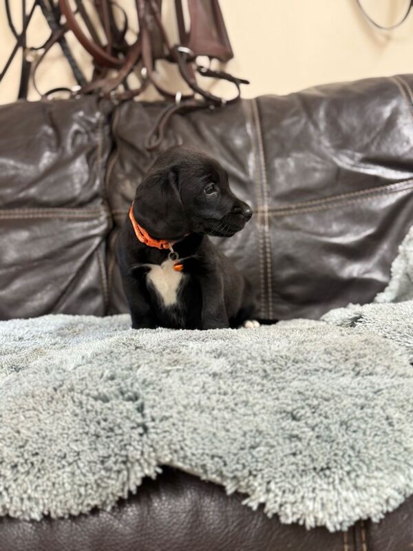 Cocker Spaniel puppies for sale in Wrexham / Wrecsam, Clwyd – 12 months old - Image 12 of 12