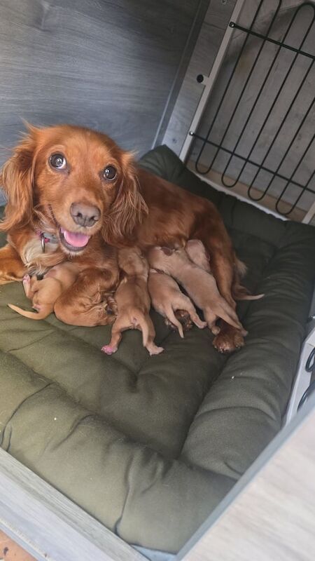 Cocker Spaniel puppies for sale in Saltburn-by-the-Sea, North Yorkshire – 6 weeks old