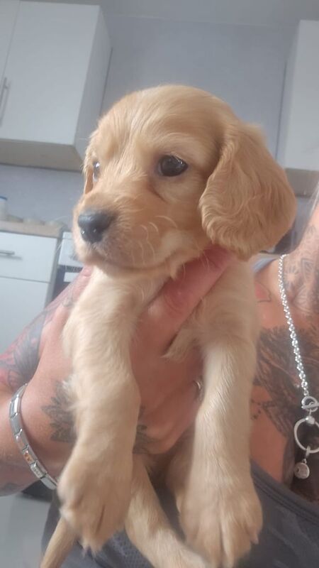 Cocker Spaniel puppies for sale in Saltburn-by-the-Sea, North Yorkshire – 10 weeks old - Image 2 of 3