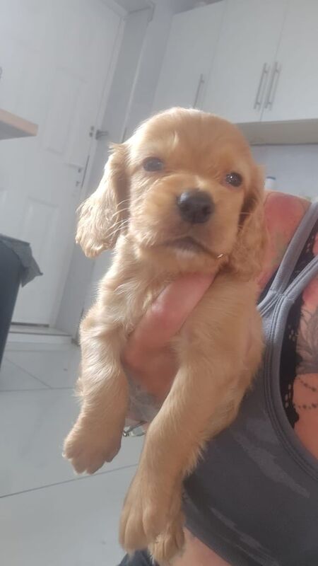 Cocker Spaniel puppies for sale in Saltburn-by-the-Sea, North Yorkshire – 10 weeks old - Image 3 of 3