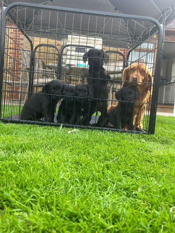 Cockerspaniels