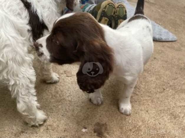 Cocker Spaniel puppies for sale in Louth, Lincolnshire – 1 year old - Image 2 of 2