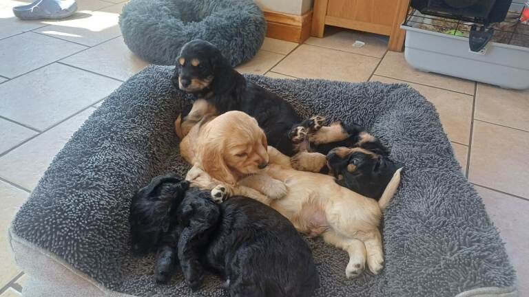 Cokier spaniel cross cockapoo f2 b