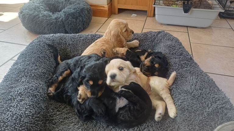 Cokier spaniel cross cockapoo f2 b - Image 2 of 5