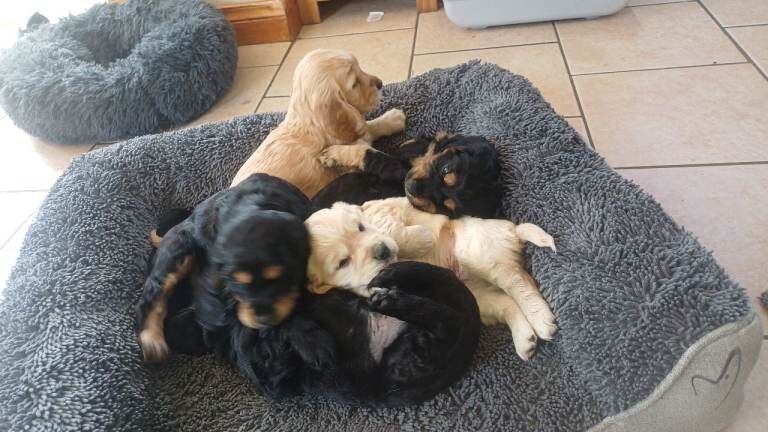 Cokier spaniel cross cockapoo f2 b - Image 3 of 5