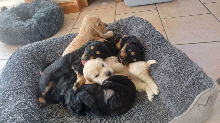 Cokier spaniel cross cockapoo f2 b - Image 4 of 5