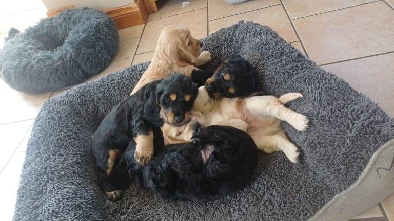 Cokier spaniel cross cockapoo f2 b - Image 5 of 5