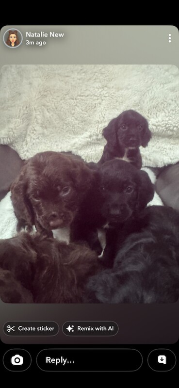 Copper spaniel puppies, brown and black ones