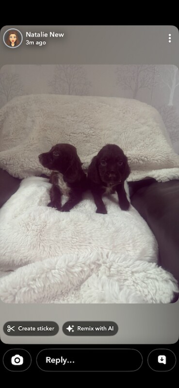 Copper spaniel puppies, brown and black ones - Image 2 of 4