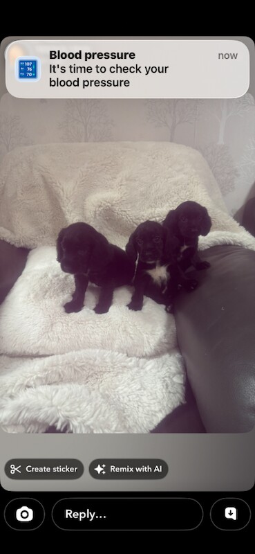 Copper spaniel puppies, brown and black ones - Image 4 of 4