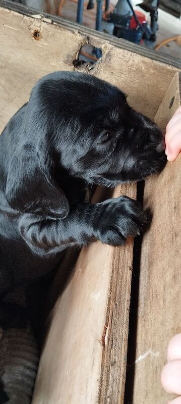 Cocker Spaniel puppies for sale in Tempo, County Fermanagh – 11 months old - Image 2 of 3