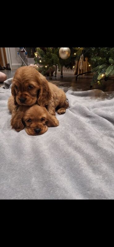 Cocker Spaniel puppies for sale in Durham, County Durham – 1 year old - Image 2 of 3