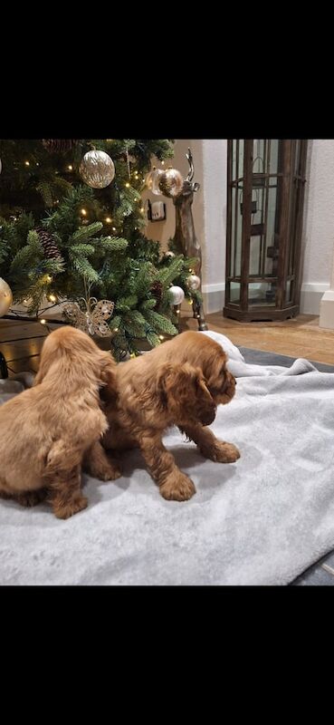 Cocker Spaniel puppies for sale in Durham, County Durham – 1 year old - Image 3 of 3