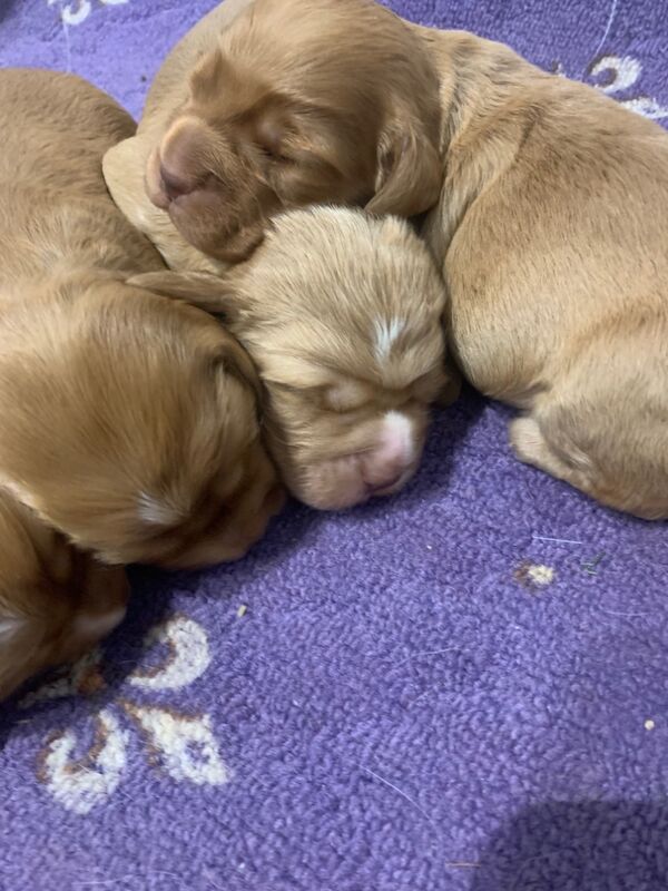 working cocker spaniels for sale in Rotherham, South Yorkshire | Image 2