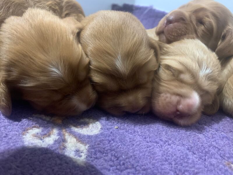 working cocker spaniels for sale in Rotherham, South Yorkshire | Image 3