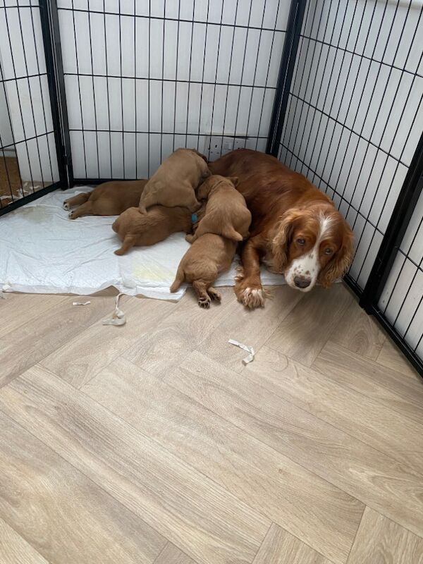 working cocker spaniels for sale in Rotherham, South Yorkshire | Image 4