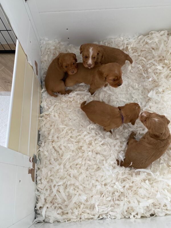 Cocker Spaniel puppies for sale in Rotherham, South Yorkshire – 10 months old - Image 5 of 15